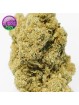 FLEUR AMNESIA US CBD