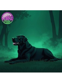 Huile CBD pour chien Premium Zenimo +