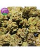 MINI-FLEUR BERRY GUM SMALL BUD CBD