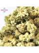 WHITE SIBERIAN SMALL BUD CBD