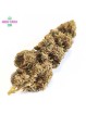 CALI HAZE B30
