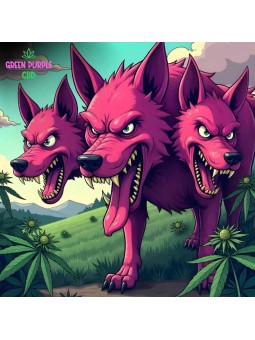 RESINE HASH 3X FILTRE HE