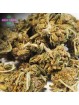MINI-FLEUR SAPHIR KUSH SMALL BUD CBD