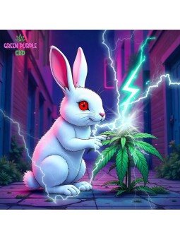 BATTERIE BOOST WHITE RABBIT