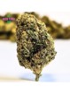 Fleur Orange Bud CPM