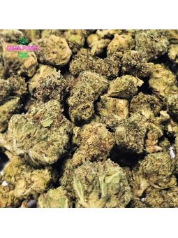 Fleur Orange Bud CPM