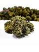 Mini-fleurs Bruce Banner Small Bud Mini-fleurs Bruce Banner Small Bud