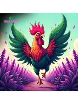 Blue Lavande CBD PREMIUM FRANCAIS