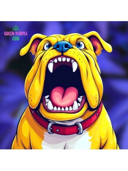 CENDRIER EN VERRE BULLDOG 10CM DIAMETRE