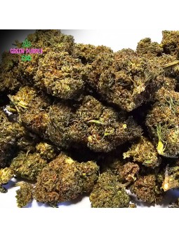 Fleur Sunset Sherbert N30%