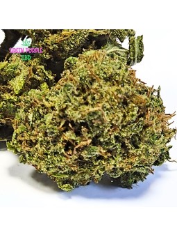 Small Bud Amnesia JSH