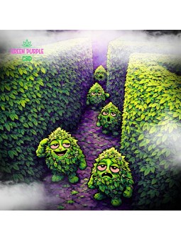 Small Bud Amnesia JSH