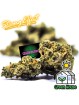 Small Bud Amnesia N20% STRONG