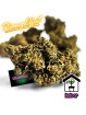 FLEUR AMNESIA US N30 !!!