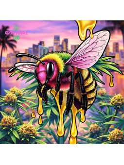 RESINE PREMIUM HONEY GAZ CBD