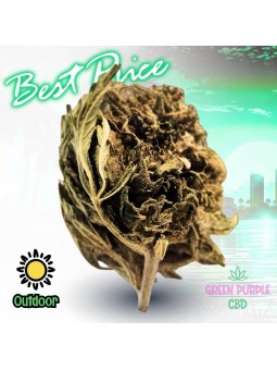 Small Bud Strawberry Amnesia