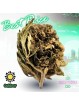 Small Bud Strawberry Amnesia