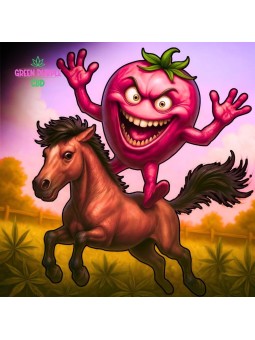 Small Bud Strawberry Amnesia