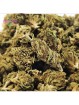 Small Bud Strawberry Amnesia
