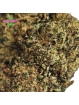 PROMOTION Fleur Berry Haze 🎤