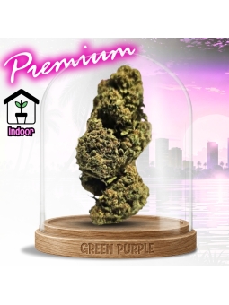 Fleur Gushers CBD