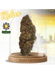 Fleur Zuyu Kush 🏋️