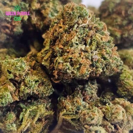 Small bud Florida OG 🐊