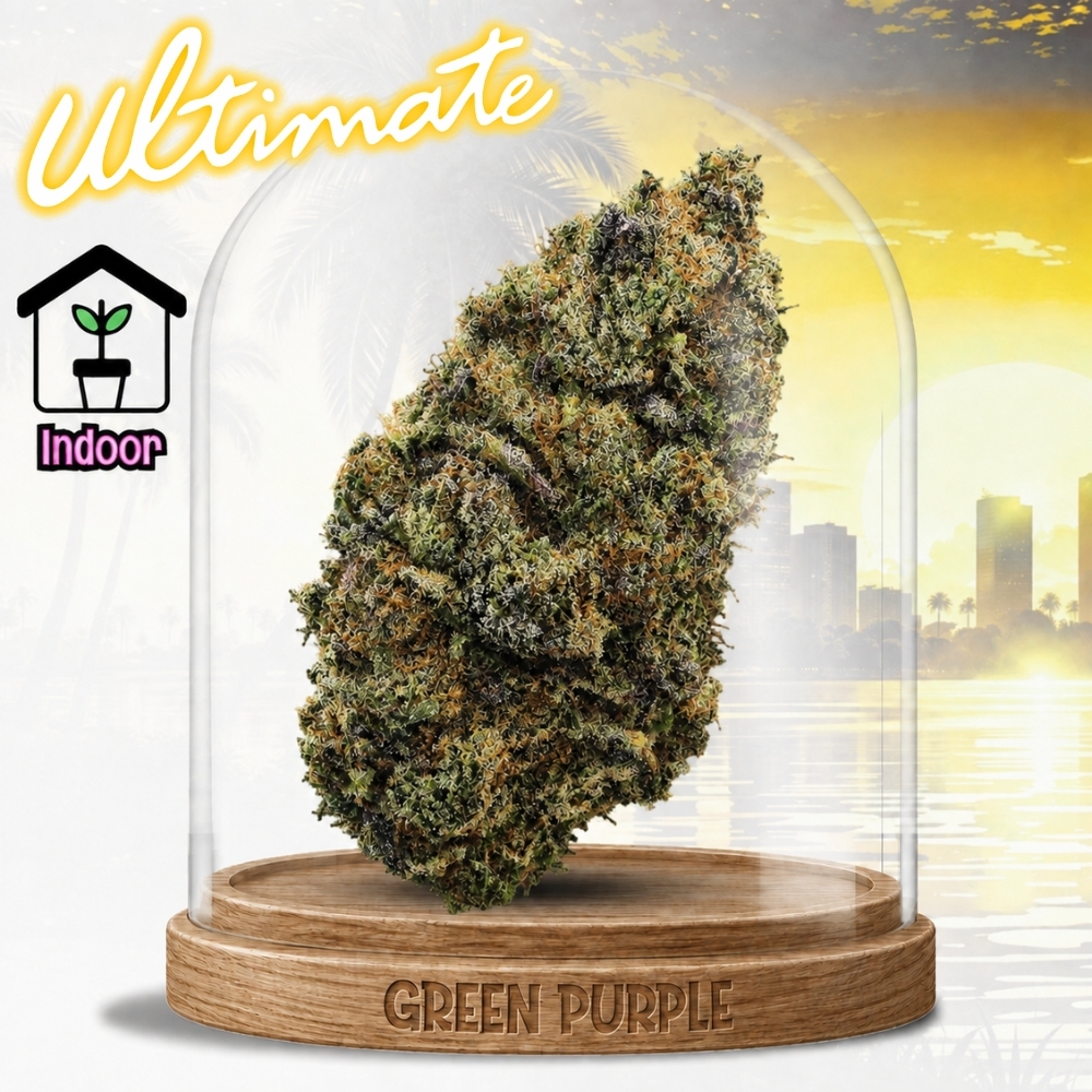 Fleur Zombie Kush 🧟