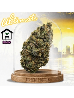 Fleur Zombie Kush 🧟