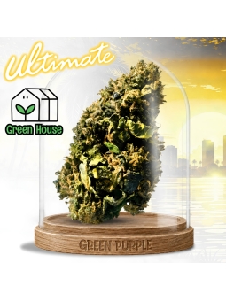 Fleur APPLE Friter Cali