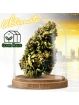 Fleur APPLE Friter Cali