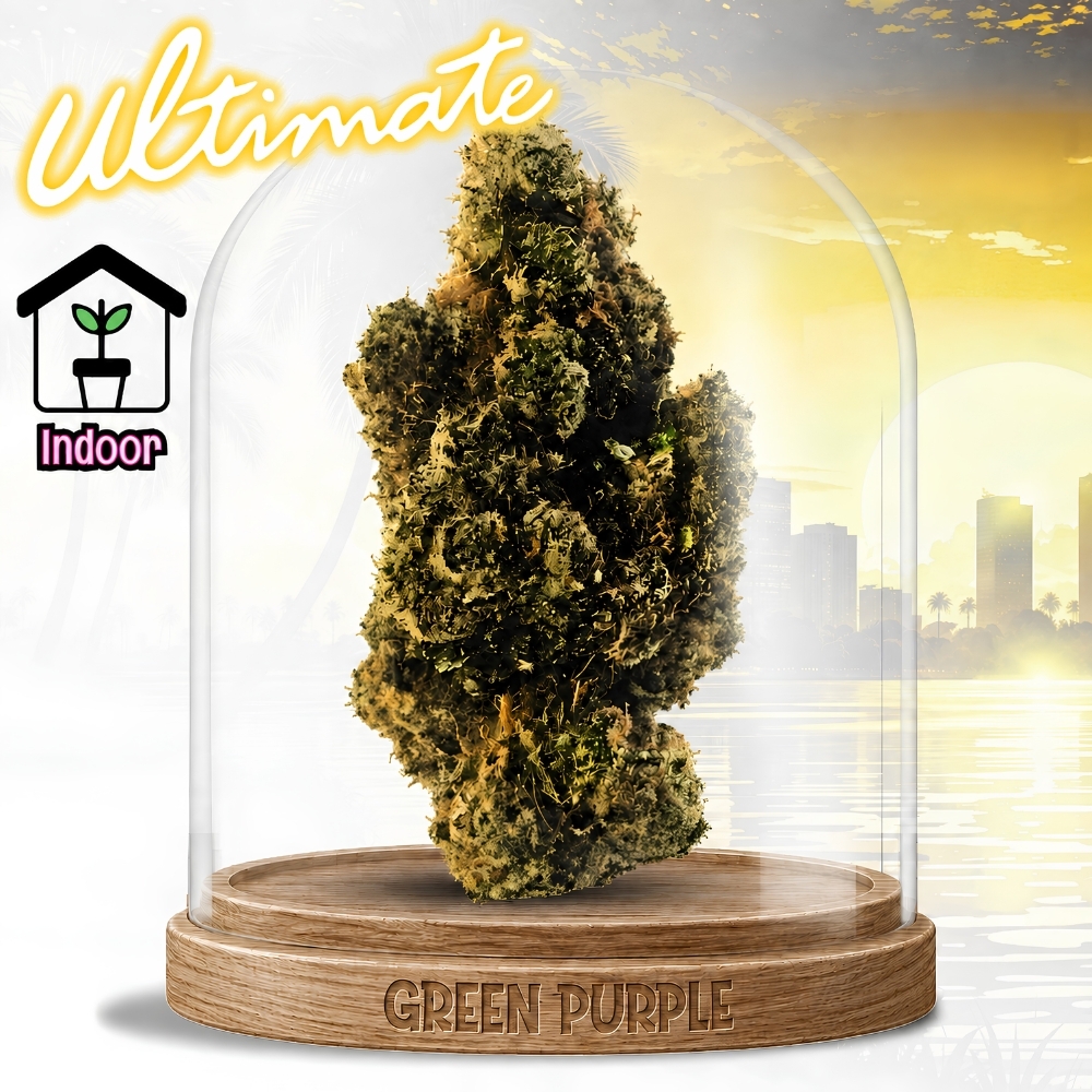 FLEUR AMNESIA US