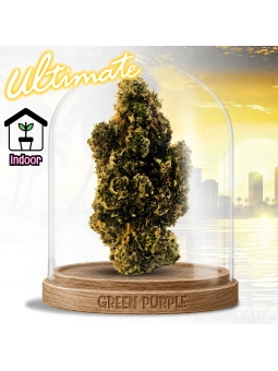 FLEUR AMNESIA US