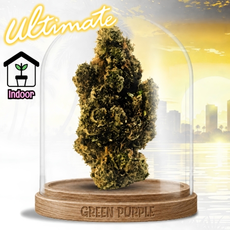 FLEUR AMNESIA US