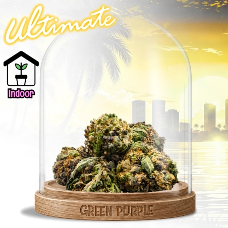 Small Bud Green Spoon 🥄 EXCLU INTERNET