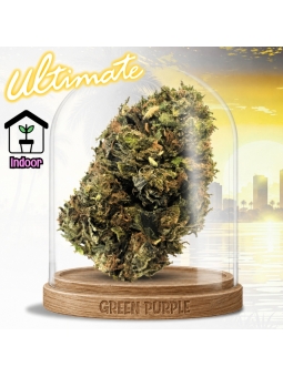 Fleur Green Crack ☄️