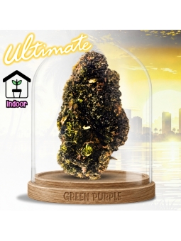 Fleur Mango Purple