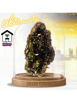 Fleur Mango Purple