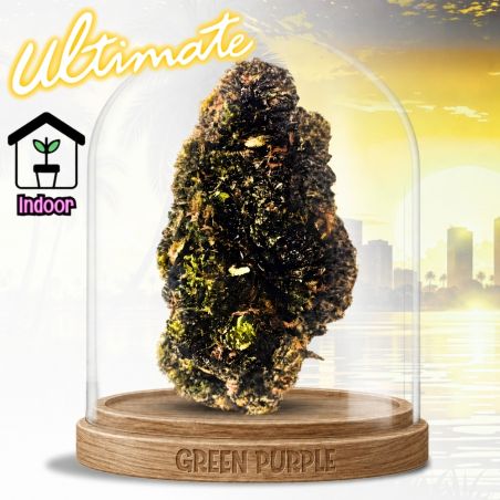 Fleur Mango Purple