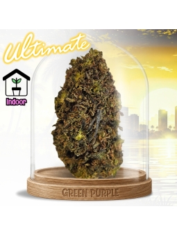 Fleur Super Lemon Haze 🍋💤🛌
