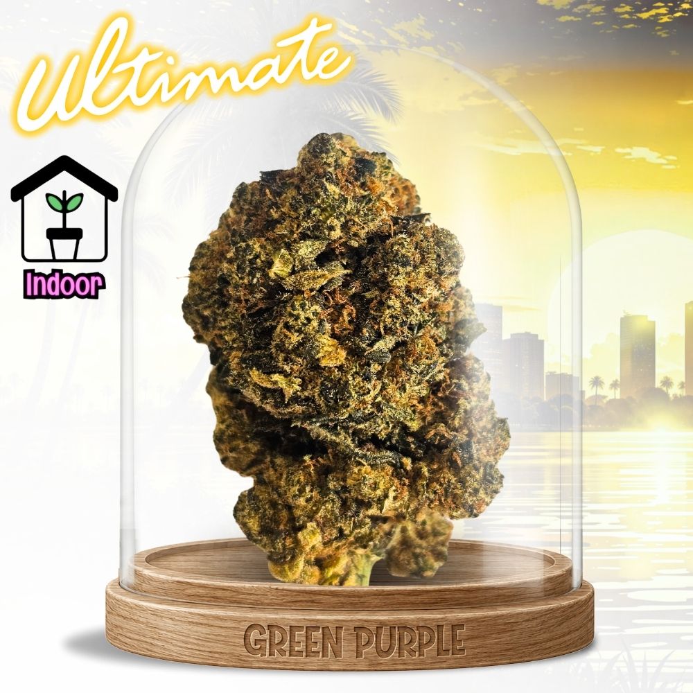 Fleur Amnesia JSH