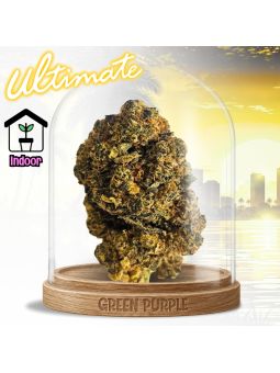 Fleur Amnesia JSH