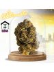 Fleur Amnesia JSH