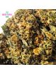 Fleur Amnesia JSH