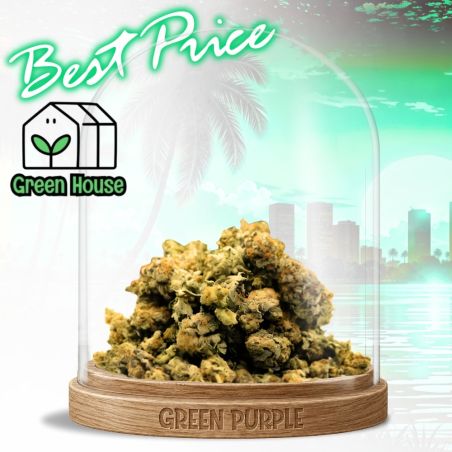 Fleur Small Bud Mango Haze 🔗🥭