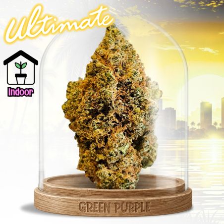 Fleur G13 Haze 👽