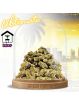 PROMOTION Fleur Sky OG [ MEDIUM/SMALL BUD ] ✈️