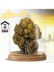 Fleur Skywalker OG Ultimate