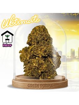Fleur Master Kush Ultimate 💪🏻