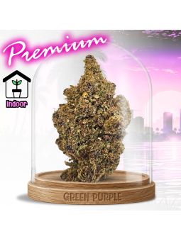 PROMOTION Fleur Milka Pop CBD 🐄